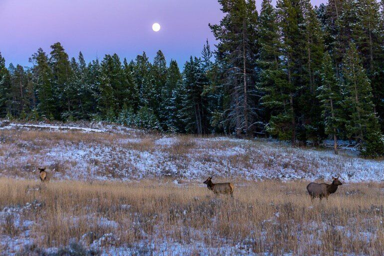 Mule deer at dusk moon in purple sky Yellowstone 4 days itinerary