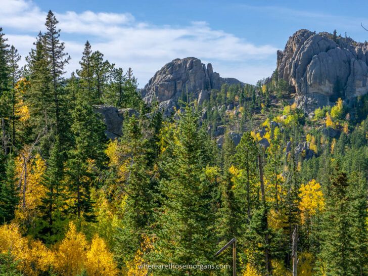 Stunning greens and yellows in fall driving through Custer State Park SD ponderosa pine trees contrasting with grey granite rocks