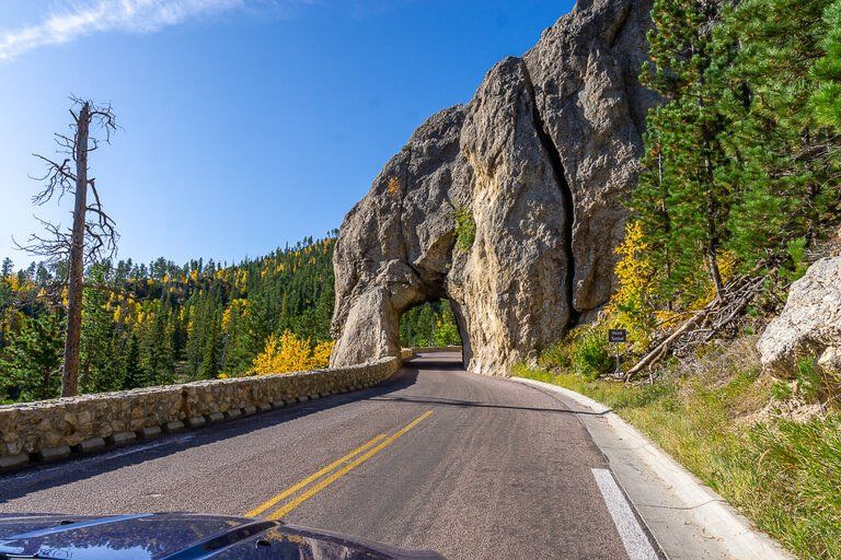 South Dakota road trip needles highway narrow tunnel along road gorgeous greens and yellows trees