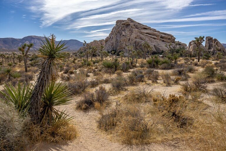 Mojave Desert with cacti and huge climbing boulders and blue sky