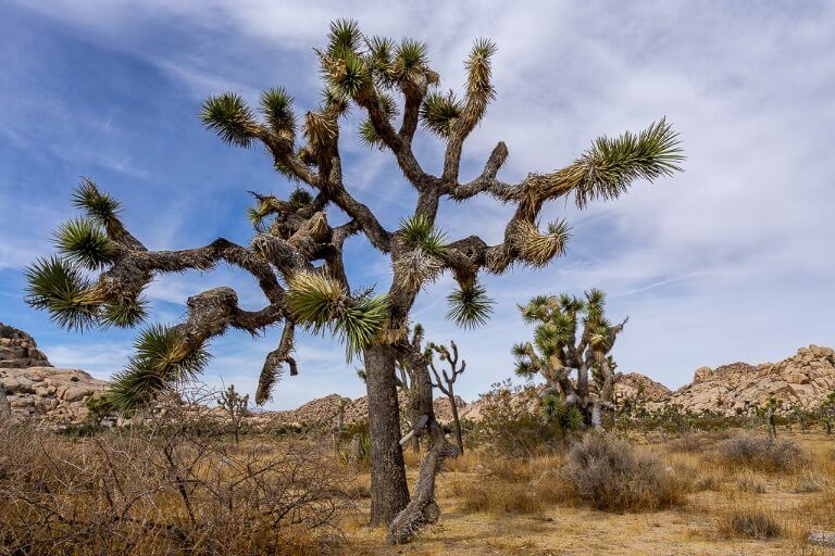 Huge Joshua Tree with long branches one day at the national park