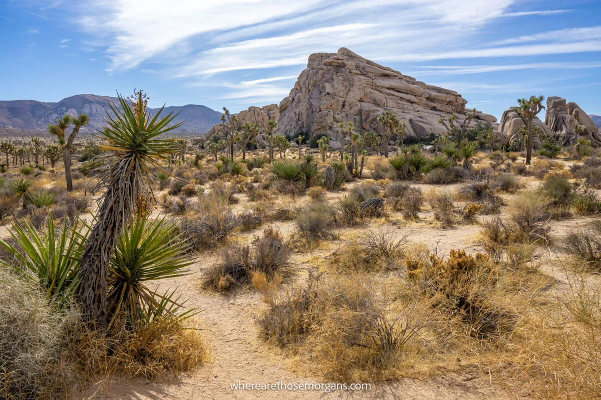 Photo of a desert in California with a sandy trail leading through vegetation to tall smooth rock formations