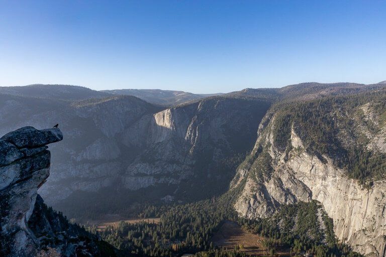 Brid perched on edge of a rock overlooking Yosemite Valley