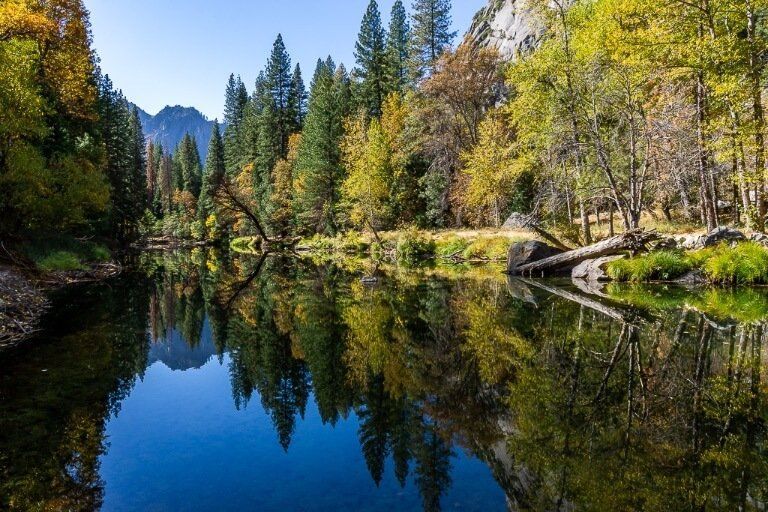 Stunning fall foliage autumnal colors trees reflecting in Merced river Yosemite national park California