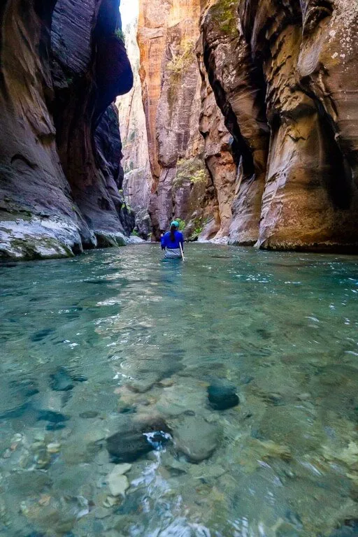  Wading midje dypt gjennom virgin river Zion national park smal korridor som steinvegger