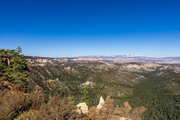  Ponderosa point à la fin de 18 miles scenic drive au parc national de l'Utah 