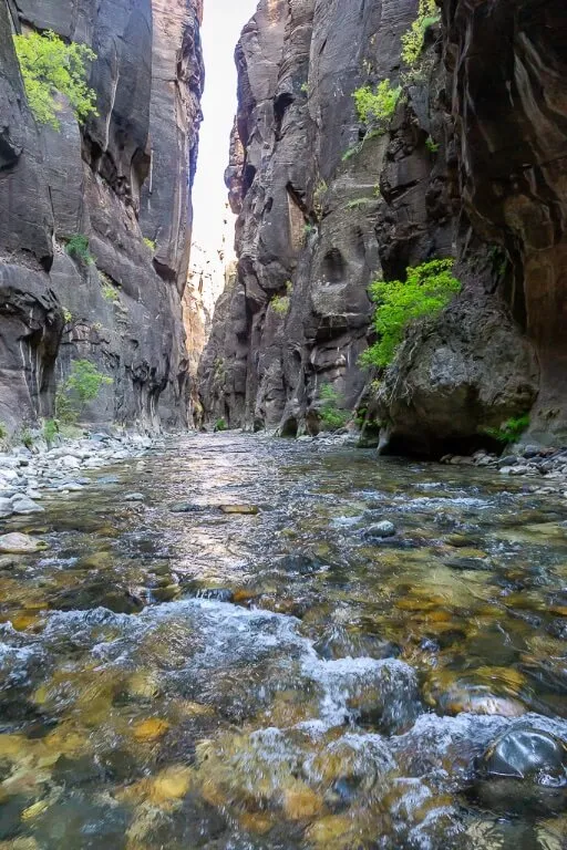 Sezione poco profonda del Virgin river attraverso il narrows slot canyon