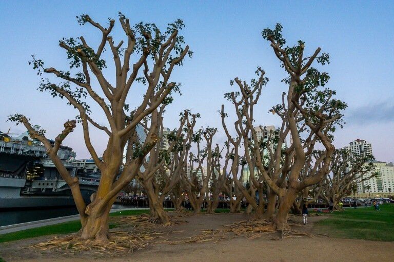 Joshua Trees next to USS Midway