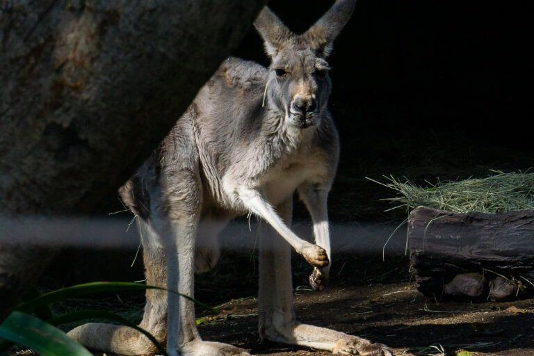 Kangaroo at San Diego Zoo balboa park