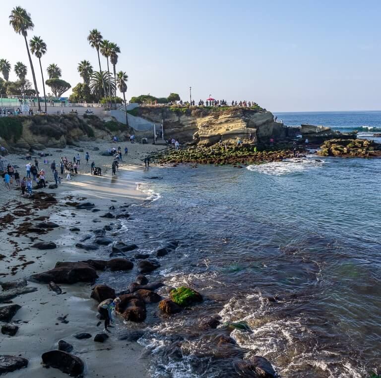 La Jolla Cove seals and sealions