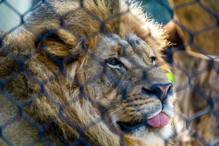 Lion sticking its tongue out in San Diego Zoo Balboa park