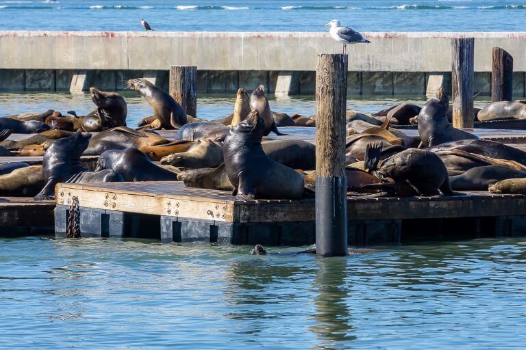 Barking sea lions basking in the sun pier 39 San Francisco itinerary California