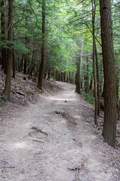 Rim trail climbing quite steeply and through lovely forested land