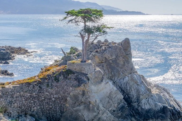 Lone Cypress Tree on 17 mile drive in Monterey Bay near pebble beach golf club