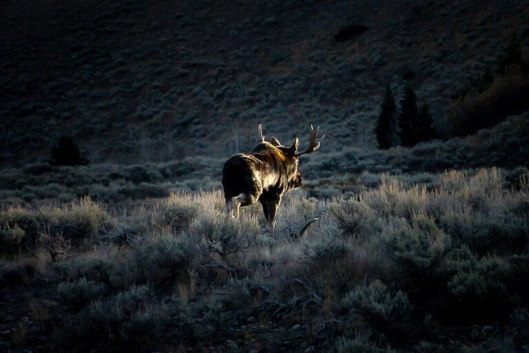 Moose at schwabacher landing in grand teton national park wildlife photography