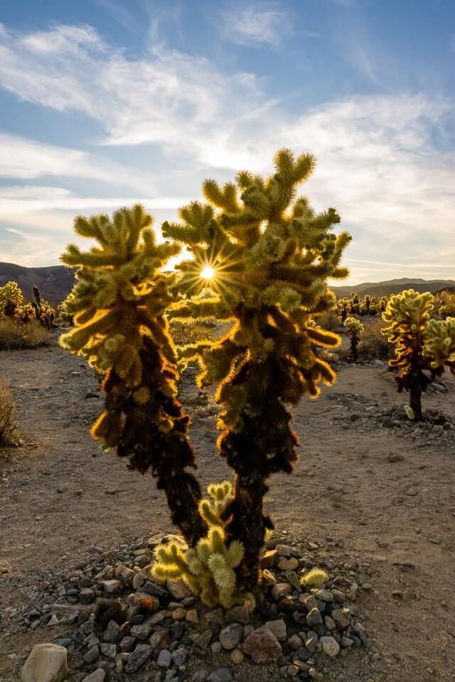 Cactus plants at sunset in joshua tree national park california
