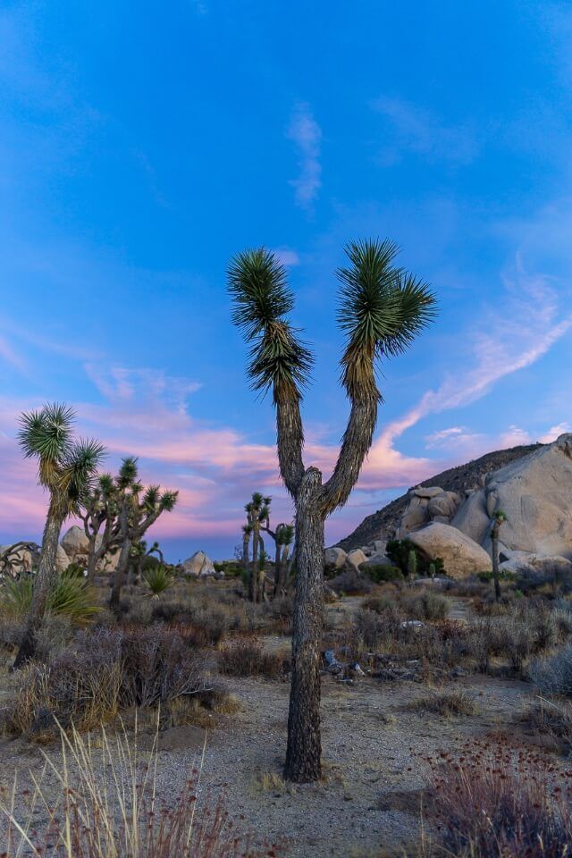 Baby Joshua Trees in arid desert land of Joshua Tree national park California USA at sunset with lovely pinks and purples in the sky
