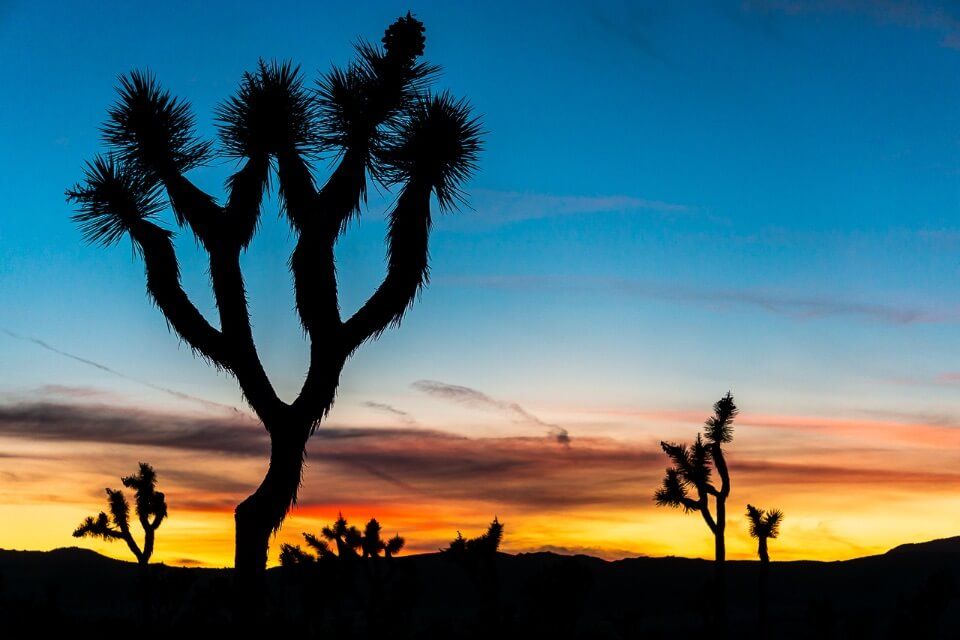 Joshua Tree photography stunning silhouetted joshua trees against a beautifully colorful sunset with blues oranges yellows and reds in the sky pictures of america