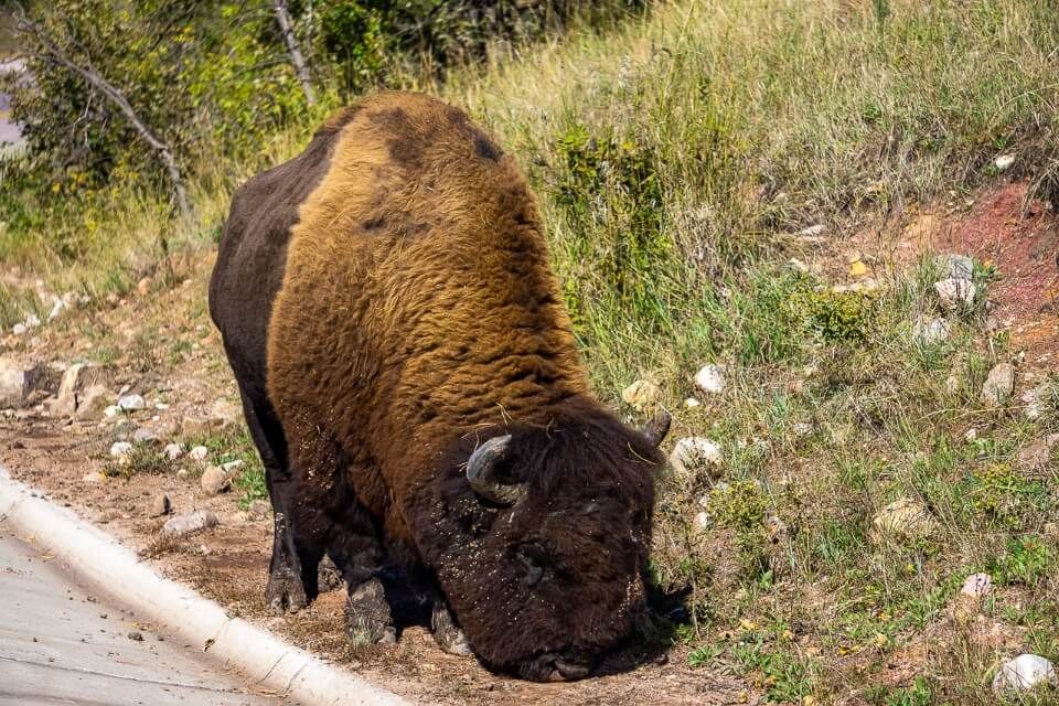 Huge bison walking in custer state park on road edge