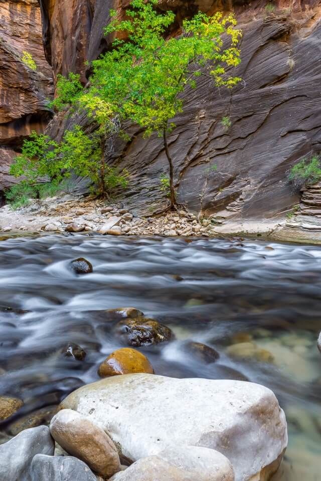 Tree and river inside canyon the narrows hiking trail zion national park utah