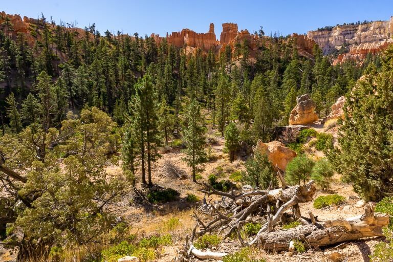 Green trees forest surrounded by orange sandstone rocks in utah