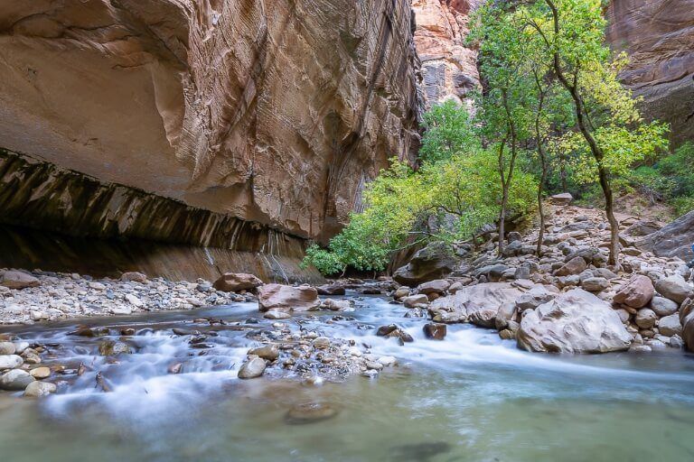 Trees inside dark canyon in utah national park