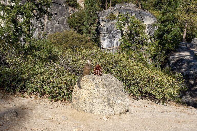 Squirrel and pine cone in california national park