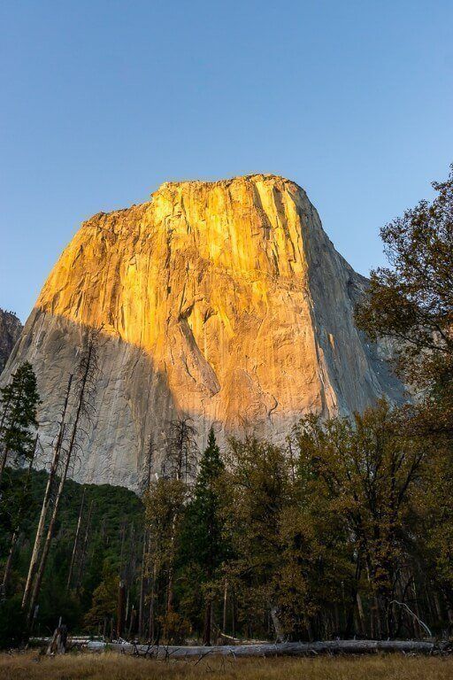 Dawn Wall El Capitan glowing yellow at sunrise in yosemite valley with trees and log on its side foreground in shadow