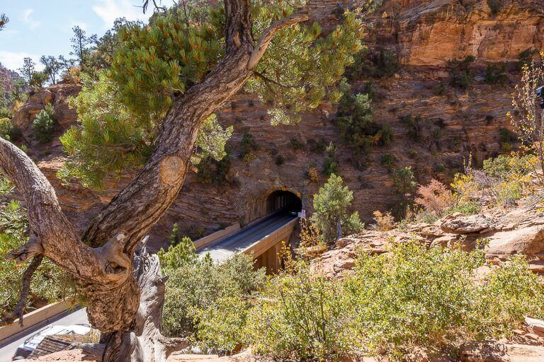 Mount Carmel tunnel entrance behind a tree in Utah