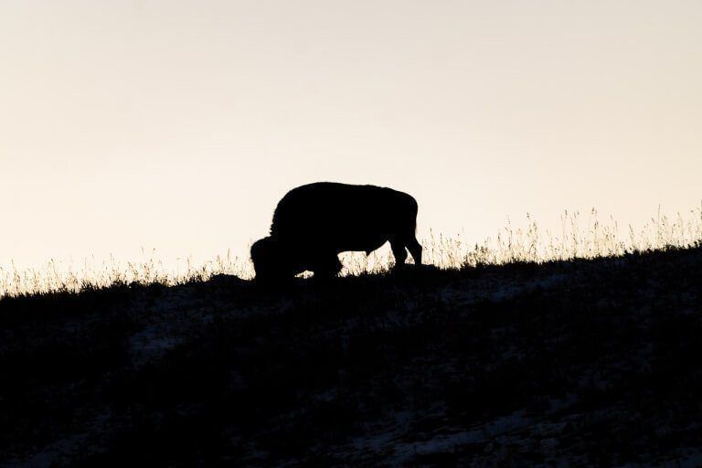 Bison silhouetted against a yellow dusk in Yellowstone National Park near Hayden Valley