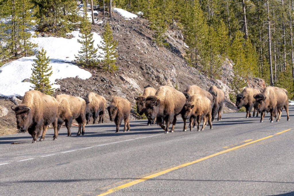 Bison Jam on the main Yellowstone Loop Road
