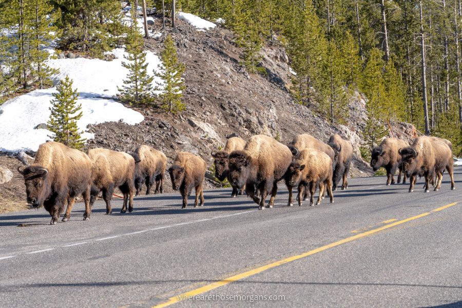 Bison jam on a road big herd of buffalo walking past cars in wyoming
