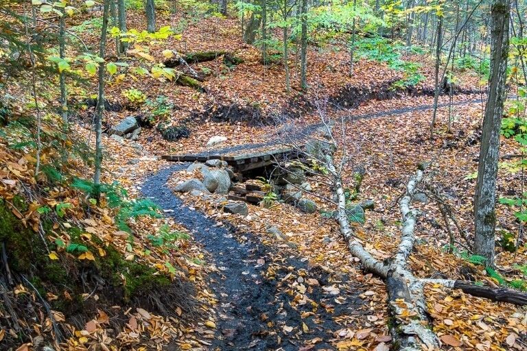 Muddy trail colorful leaves through forest in mount marcy hike adirondacks