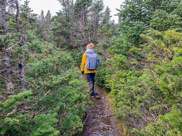 Woman walking through narrow hiking trail surrounded by trees to the summit of mount marcy the highest point in new york