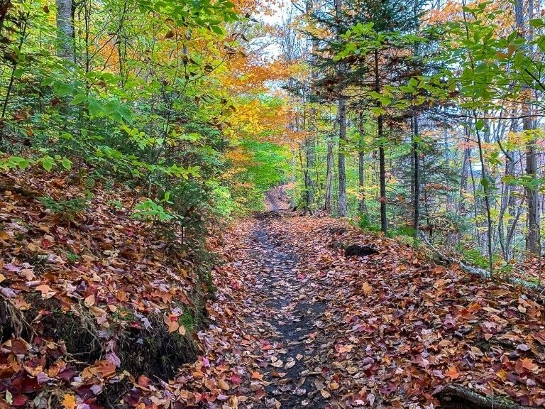 Fall foliage colors on the ground trail mount marcy hike in lake placid ny