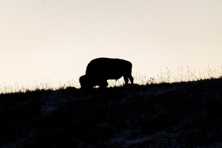 Bison silhouetted against a sunrise yellow light in Lamar Valley