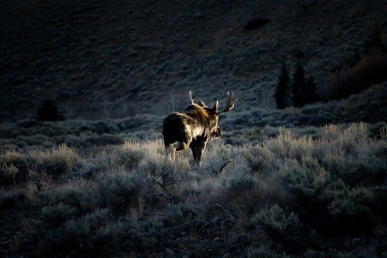 Awesome wildlife photography Moose glowing under intense sunlight at sunrise Schwabacher landing sunrise photography grand teton national park