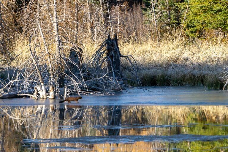 Otter playing on ice at sunrise schwabacher landing grand teton national park wyoming