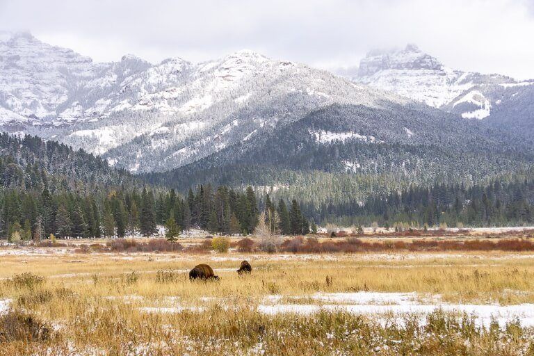 Lamar valley mountains and bison in wyoming usa