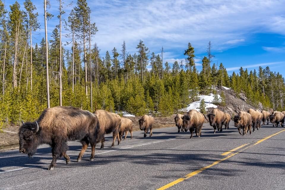 Bison jam in Yellowstone national park herd of bison walking on road