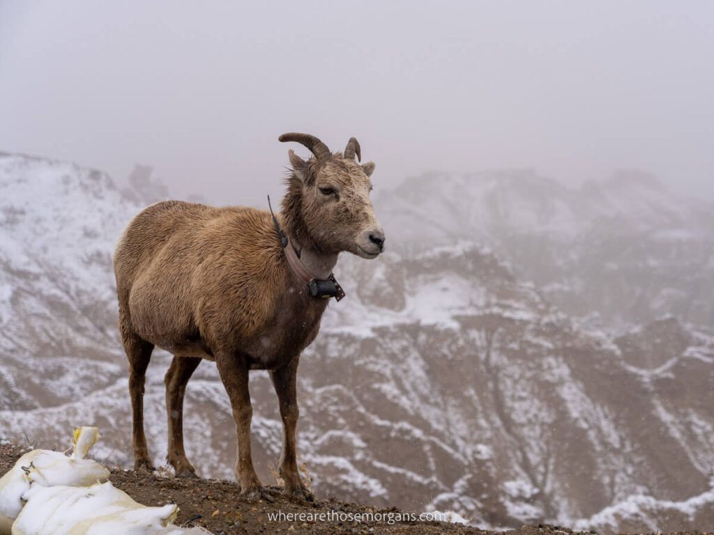 Bighorn sheep surrounded by fog on a snowy day in South Dakota