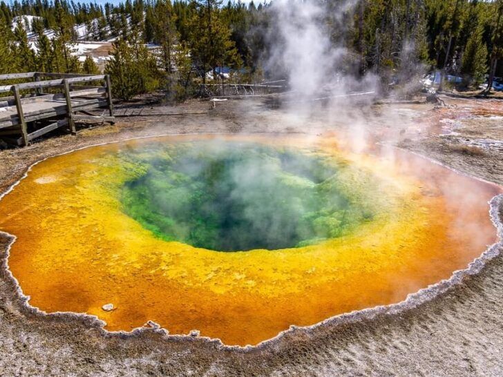 are dogs allowed in yellowstone park