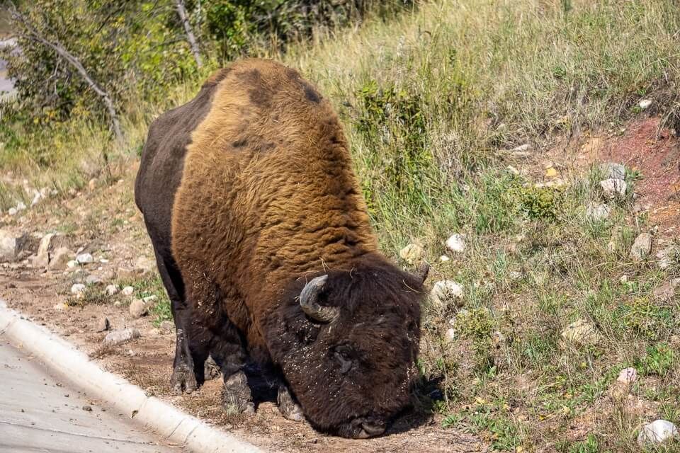Custer state park wildlife loop is one of the best things to do near mount Rushmore with huge furry bison walking along the road side