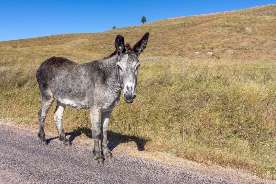 Grey burro standing on a road in custer state park wildlife loop