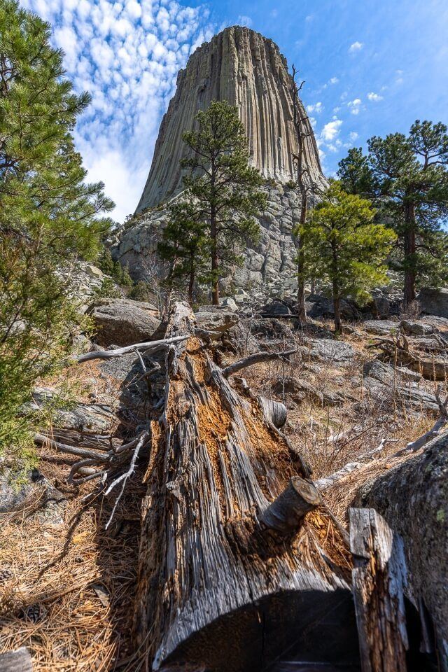 Stunning photo of a split log in a sparse forest with the awesome devils tower rock formation bursting into the sky