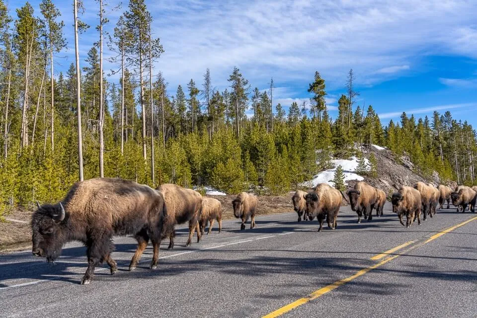 Herd of bison walking in a long line on a road with trees to the side and a little snow on the ground