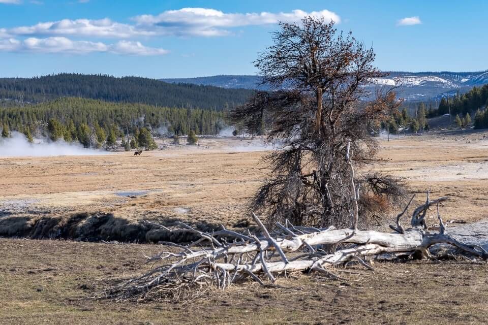 Wolf spotting near grand prismatic spring on meadow with dead tree in foreground