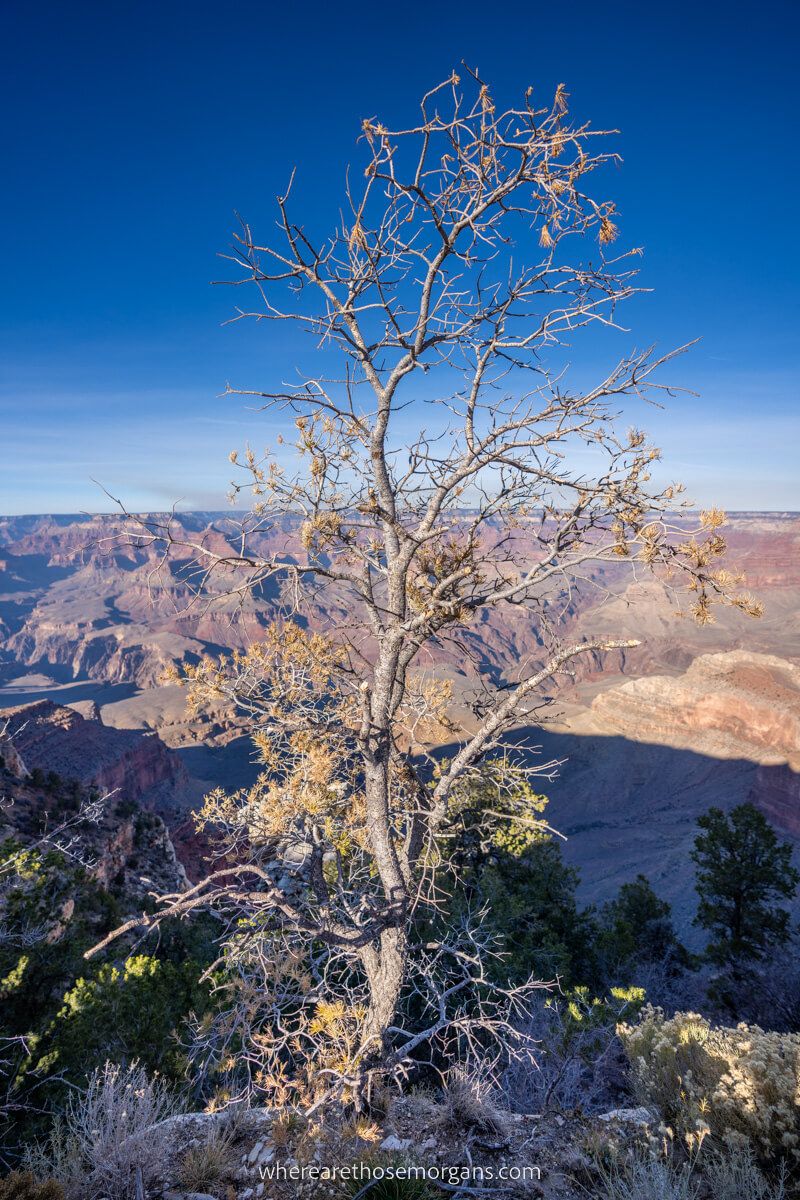 Tree with no leaves on a blue sunny day in Arizona overlooking a deep gorge