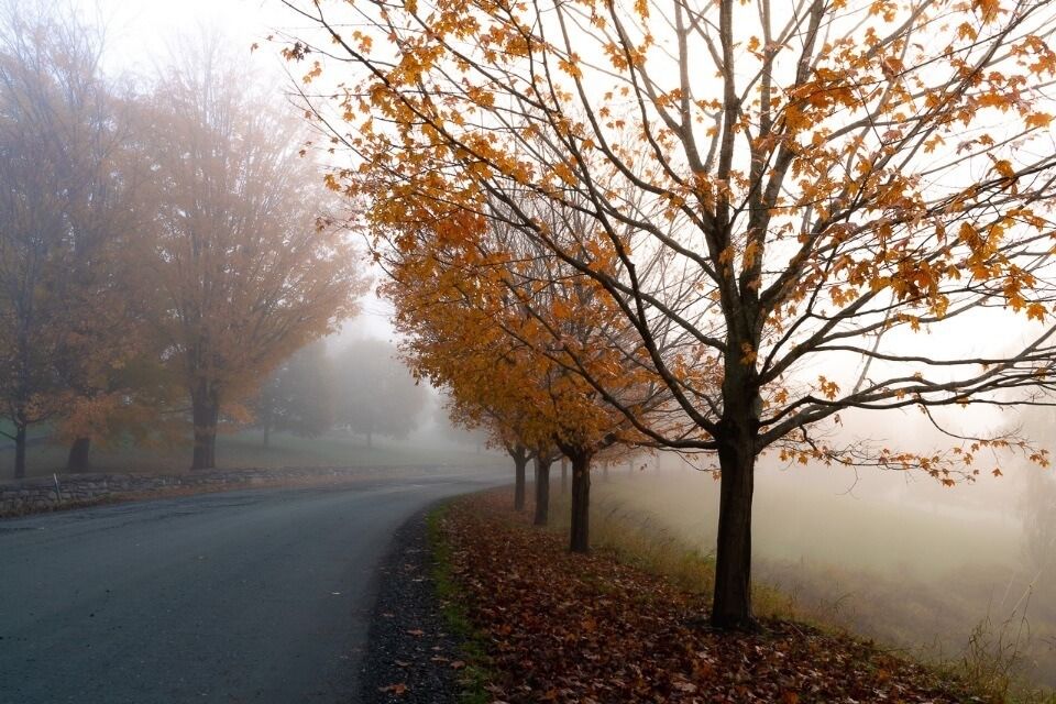 Trees and oranges leaves along a road shrouded in mist and fog
