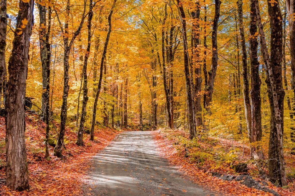 New England Fall Foliage Road Trip Itinerary Stunning Peak Colors Forest in Vermont and New Hampshire Golden Yellow Leaves and Orange Leaves on the Ground Road Running Through Forest